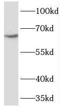 SLCO2A1 Antibody - BSA Free