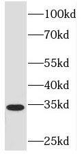 PEX7 Antibody - BSA Free