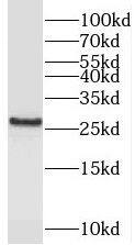 PEX11G Antibody - BSA Free