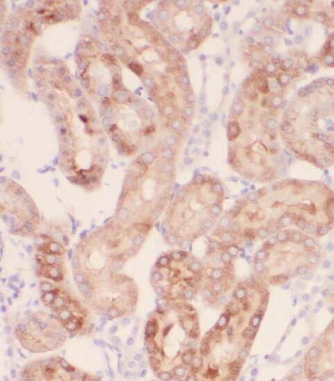 PEX11G Antibody - BSA Free