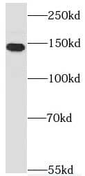 PEX1 Antibody - BSA Free