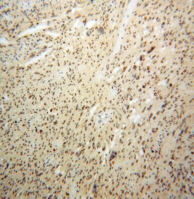 Pescadillo Antibody - BSA Free