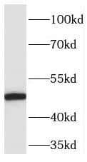 Pellino 2 Antibody - BSA Free