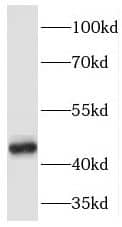 Pellino 1 Antibody - BSA Free