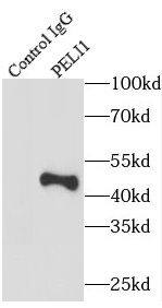 Pellino 1 Antibody - BSA Free