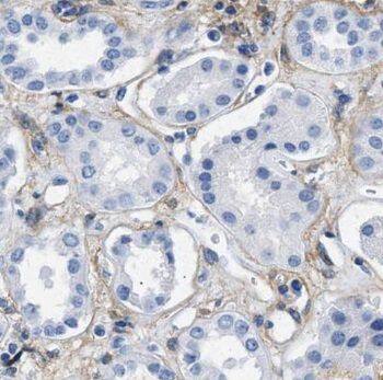 PDRG1 Antibody - BSA Free