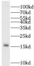 PDRG1 Antibody - BSA Free