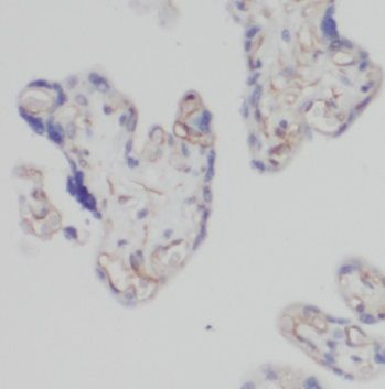 PDIR Antibody - BSA Free