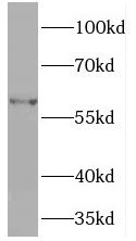 PDIR Antibody - BSA Free
