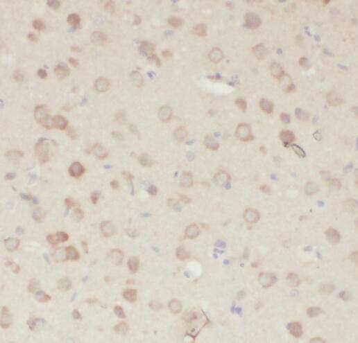 PDE7B Antibody - BSA Free