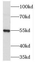 PDE6C Antibody - BSA Free