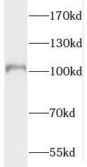 PDE6A Antibody - BSA Free