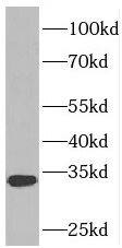 PDCL2 Antibody - BSA Free