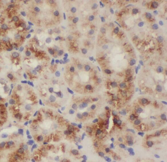 PDCL2 Antibody - BSA Free