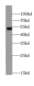 PCTAIRE3 Antibody - BSA Free