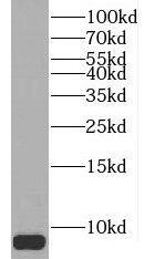 PCP4 Antibody - BSA Free