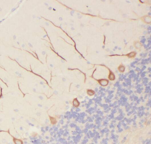PCP4 Antibody - BSA Free