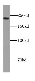 PCNXL2 Antibody - BSA Free