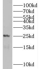 PCNP Antibody - BSA Free