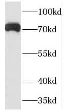 PCDHB5 Antibody - BSA Free