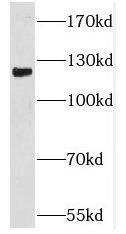 PCDHA6 Antibody - BSA Free