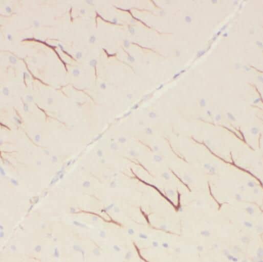 PCDHA5 Antibody - BSA Free