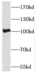 PCDHA5 Antibody - BSA Free
