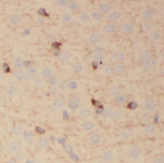 PCDHA3 Antibody - BSA Free