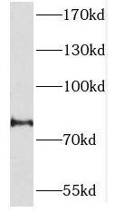PCDHA2 Antibody - BSA Free