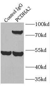 PCDHA2 Antibody - BSA Free