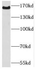 PCDH9 Antibody - BSA Free