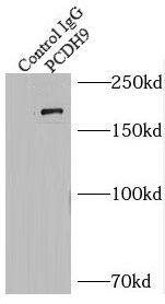 PCDH9 Antibody - BSA Free