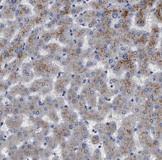 PCCA Antibody - BSA Free