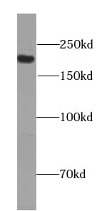 PC6 Antibody - BSA Free