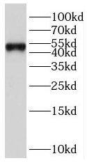 Pbx3 Antibody - BSA Free