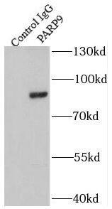 BAL/PARP9 Antibody - BSA Free