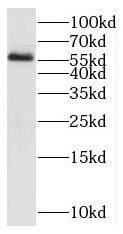 PAOX Antibody - BSA Free
