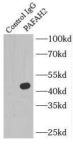 PAFAH2 Antibody - BSA Free