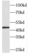 PAFAH2 Antibody - BSA Free