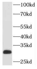 PAFAH1B2 Antibody - BSA Free