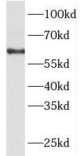 PACSIN2 Antibody - BSA Free