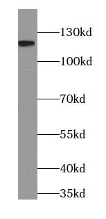 PACS2 Antibody - BSA Free