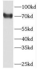 PABPC3 Antibody - BSA Free