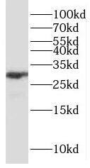 P4HA3 Antibody - BSA Free