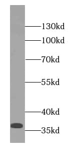 P15RS Antibody - BSA Free