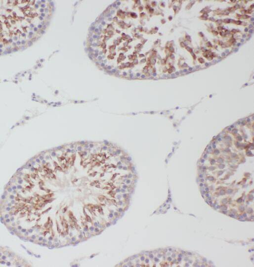 SCOT2 Antibody - BSA Free