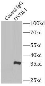 OVOL1 Antibody - BSA Free