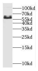 OSR1 Antibody - BSA Free