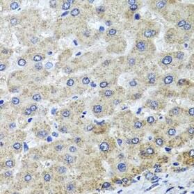 OSGEPL1 Antibody - BSA Free