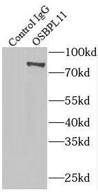 OSBPL11 Antibody - BSA Free